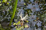 Water hyacinth